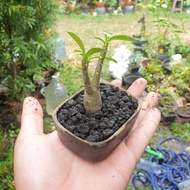 Bonsai Shito | Bonsai sito | Bonsai Mini | Bonsai ADenium | Adenium