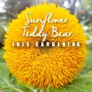 [15 Biji] Benih Bunga Matahari Teddy Bear Sunflower seeds 向日葵种子 [Iris Gardening]