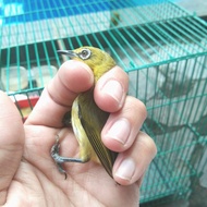 Burung pleci dakun garut jantan