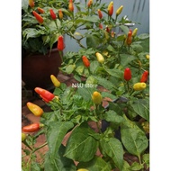 N&amp;U- 50pcs Dwarf Chilli Seeds (Habanero like) / Biji Benih Cili Butang