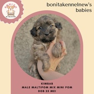 Jual Anjing Maltipom Mix Mini Pom Anakan Anjing Maltese Mini Pom