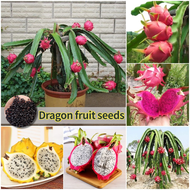 ปลูกง่าย เมล็ดสด100% เมล็ดพันธุ์ พิทยา เมล่อน บรรจุ 200เมล็ด Mixed Pitaya Seeds Dragon Fruit Seeds for Planting บอนสี เมล็ดผลไม้ ต้นไม้ผลกินได้ เมล็ดพันธุ์ผัก พันธุ์ไม้ผล บอนไซ ต้นบอนสี เมล็ดบอนสี ต้นผลไม้ ต้นไม้แคระ ผลไม้อร่อย อร่อยมาก เมล็ดดอกไม้ Plants