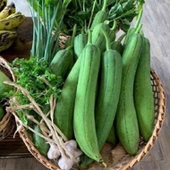 Thai Luffa Seeds