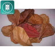 20 DRIED EAGLE LEAVES - AQUARIUM AND BETTA MEDICINE