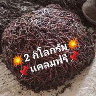 ไส้เดือนafบรรจุ2กิโลกรัม