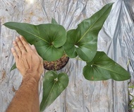 Anthurium Corong / Anthurium Brownii B - Tanaman Hias Anthurium Corong