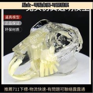 透明貓牙狗牙口腔演示教學仿真獸醫寵物牙齒模型動物樹脂模具模型