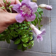 tecoma pink outdoor plant