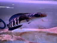 Channa Maru Red Barito 2-3inci imported dari Indonesia [READY STOCK][FAST SHIPPING] Ikan hiasan akua