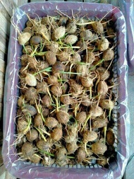Bibi Benih Kecambah Pinang Pandan Wangi Asli