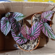 Paket 3 Tanaman Hias Begonia Rex Walet