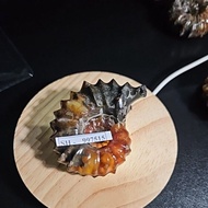 Ammonite Madagascar Rough HQ Original