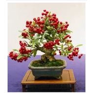 European Cornelian cherry bonsai tree seeds bonsai