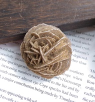 Desert Rose 內蒙產地  沙漠玫瑰石 石膏 天然礦石 原礦