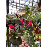 Lipstick plant (Aeschynanthus radicans) 'Red flower'. Grows up to 60 cm long , 1-3 ft. wide. Free fe
