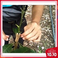 Wraper Plastic Tape / PLASTIC PEMBALUT serba guna lembut senang guna nak balut hasil tut pokok / gra