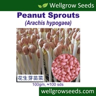Peanut Sprout 100Gm/1Kg Microgreens Seeds 花生芽苗菜 Biji Benih Kacang Tanah Taugeh Arachis hypogaea