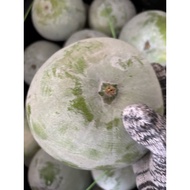 Buah Kundur/ Winter Melon/ 冬瓜