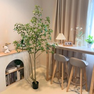 ต้นซึบากิปลอม(Tsubaki) ต้นไม้ญี่ปุ่น พร้อมกระถางดำมีขนาด1.2m 1.6m 1.8m