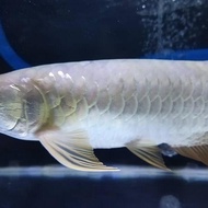 arwana golden red 20cm
