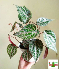 Tanaman hias piper ornatum | tanaman sirih merah