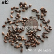 Seed Seed High Oil Pine Seed Pine New Germination Rate Excellent Quality New Cai Wholesale Short Lea
