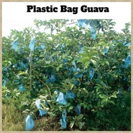 (1kg+/-) Guava Fruit Bagging Cover /Beg Jambu Batu 番石榴袋子 番石榴套