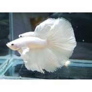 Halfmoon white platinum hobby