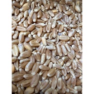 Wheat// Red Wheat/Wheat Grass/Dietary Fiber/Xingyancheng Healthy Rice Grain