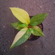 anthurium jemani pink varigata