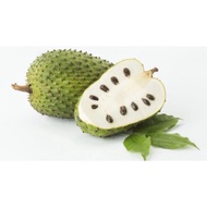 pokok Durian Belanda/ FREE BAJA Annona Muricata/Soursop(Pokok Buah Hidup/Buah-buahan/Real Live Fruit Tree)
