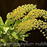 Grammatophyllum multiflorum