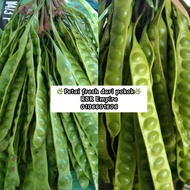 3KEPING PETAI PAPAN | PETAI ULAM | PETAI FRESH | BUAH PETAI | ULAM PETAI