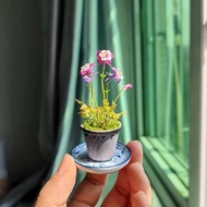 貓爪花微縮黏土耬斗菜迷你盆栽