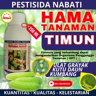 NEW OBAT PEMBASMI ULAT GRAYAK TANAMAN TIMUN / PESTISIDA AMPUH HAMA TANAMAN TIMUN / OBAT KUTU DAUN TI