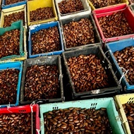 BUAH PERAH FRESHHHH  1KG buah bermusim limited time only