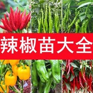現貨  特價 小欣百貨  四季辣椒苗秧苗小米椒朝天椒苗香辣線椒苗薄皮青椒種籽子盆栽菜苗