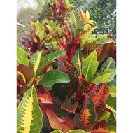 Pokok Puding Songket Emas Rare Murah