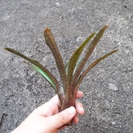 [Ready Stock]  Bromeliad Neoregelia Red Tiger Cub (Miniature Bromeliad)