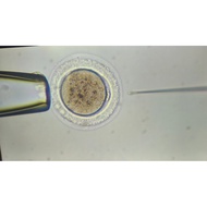 Professional Standard, Micro Injection Needle, Mouse Roe Injection, Zebra Fish Injection Needle, Bra