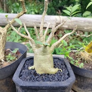 bonsai adenium arabicum