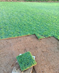 Bermuda Grass LIVE!!! 4 BLOCKS PER SOLD!!! Blue Grass MADALING ITANIM MABILIS LUMAGO!!!