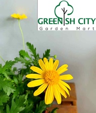 GNC - Live Plant Euryops pectinatus 'Viridis' Pokok Hiasan Pokok Hidup 银叶金木菊 梳黄菊