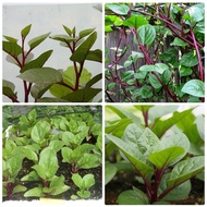 Combo of 5 pots of Purple Malabar Malabar Malabar (Malabar Malabar) - Rich in nutrients, purifies an