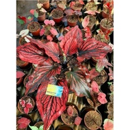 Keladi Red Stone Perfect | Tanaman Hias Keladi Caladium pabddi 7586go