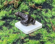 天然埃及預言石造型原礦 心靈平靜石 平撫情緒 快速出貨