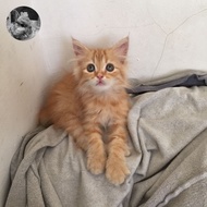 anakan kucing persia jantan usia 2bulan