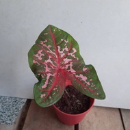 Keladi bomba Caladium