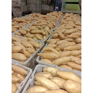 ubi cilembu mentah ubi jalar cilembu asli 1kg