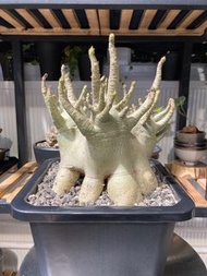 哥斯拉沙漠玫瑰20cm，巨型八爪根！